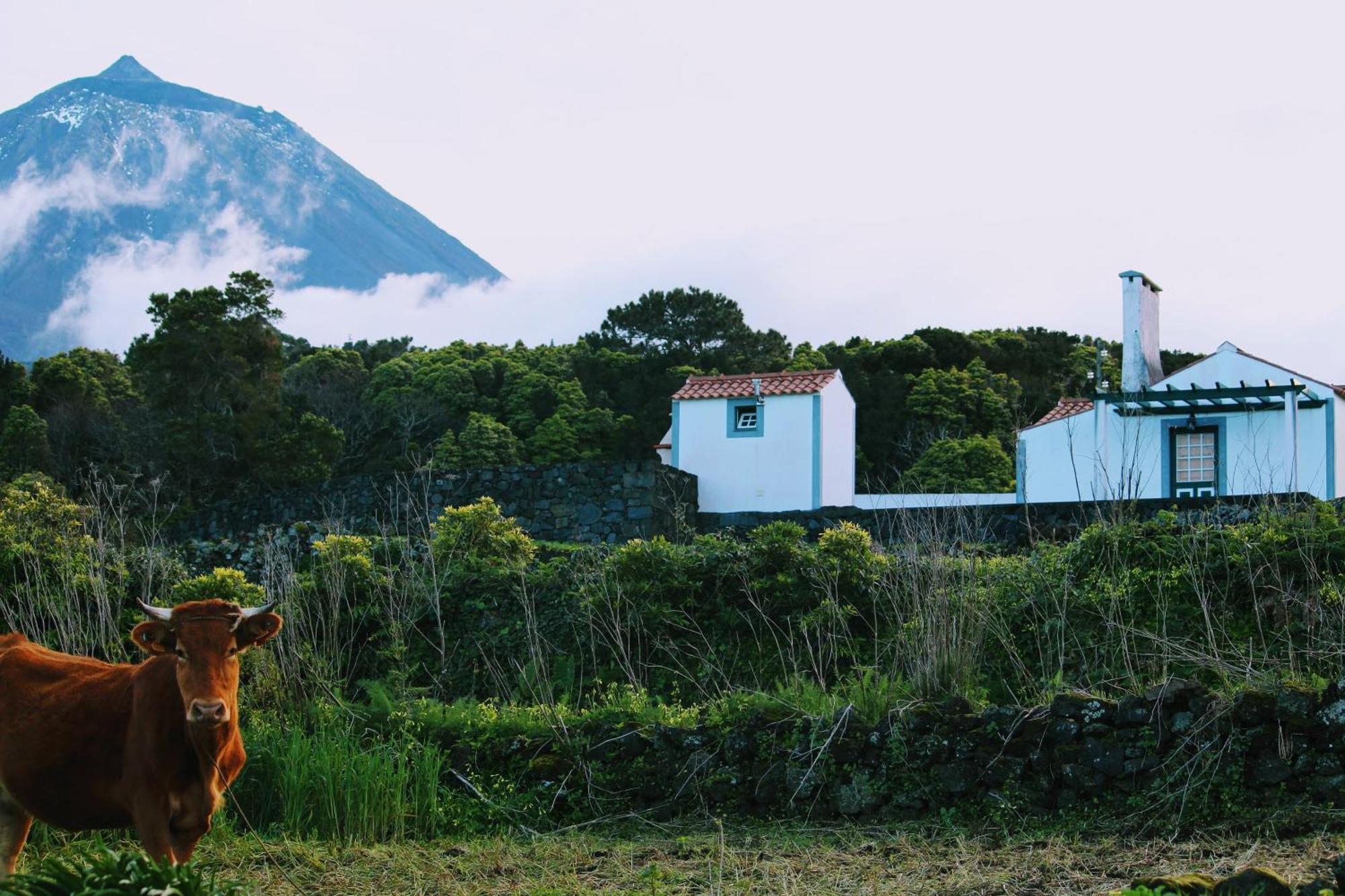 Casa Do Paim Villa São Roque do Pico Buitenkant foto